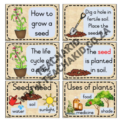 Plants and seeds - Life Skills theme (PDF) - Image 2