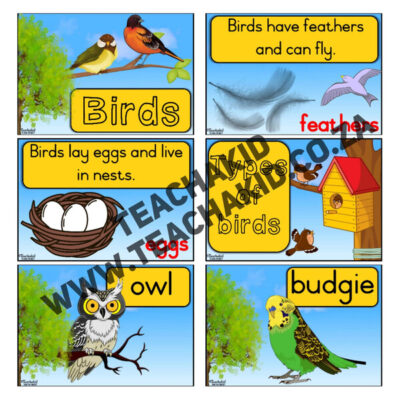 Birds - Life Skills theme (PDF) - Image 2