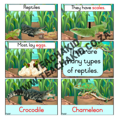 Reptiles - Life Skills theme (PDF) - Image 2