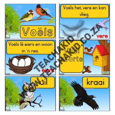 Voels - Temaprente (PDF) - Image 2