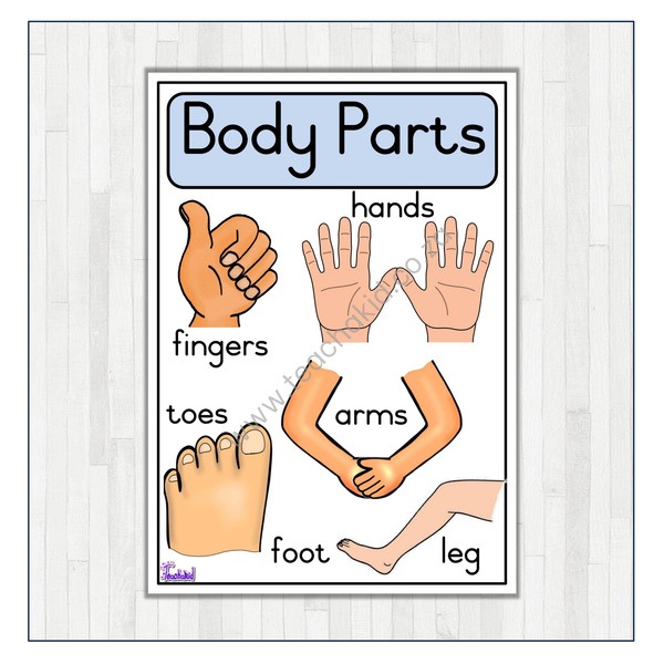 Body Parts Poster (printed)