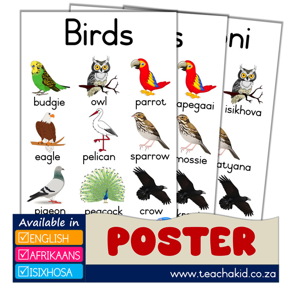 Birds – Voëls – Izinyoni